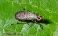 Coremacera marginata